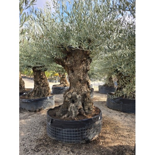 Olea bonsai 100/150 CTM